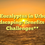 **Eucalyptus in Urban Landscaping: Benefits and Challenges**